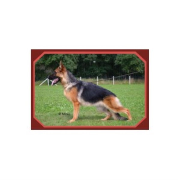 German Shepherd Dog Breeder 22549