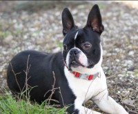 JP Ranch Bulldogs French Bulldog breeder