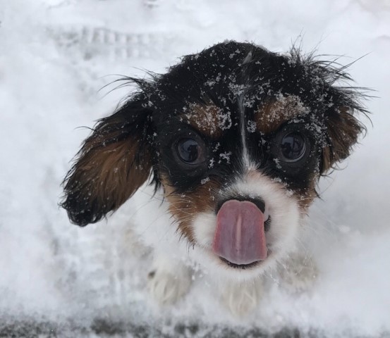 Cavalier King Charles Spaniel Stud 28775