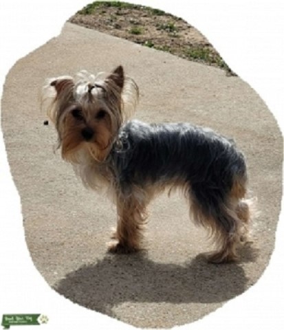 Yorkshire Terrier Stud 31192