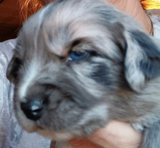 Australian Shepherd Dog Breeder 31708