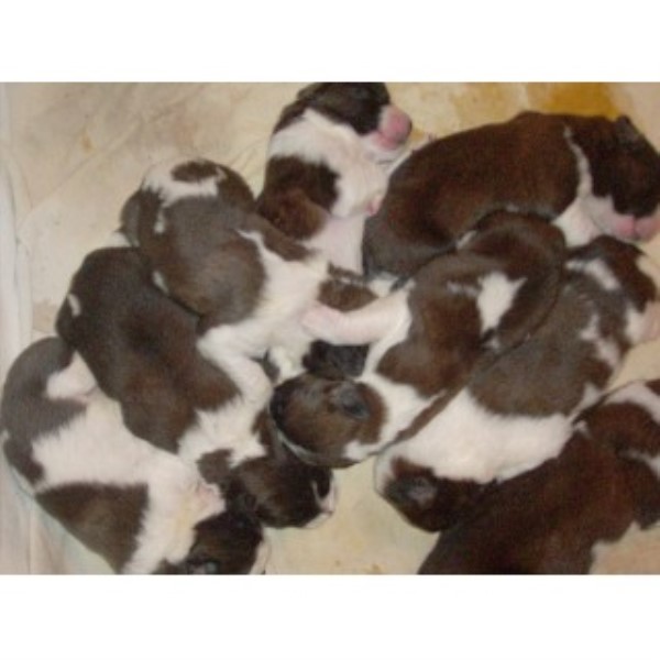 bernard puppies for sale in ohio bernard puppies for sale in bernard breeder in emory bernard puppies for sale in ohio bernard puppies for sale in bernard breeder in emory