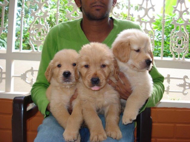 Michelle J. Richardson, Golden Retriever Breeder in ...