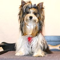 Cougartown Kennel Yorkshire Terrier breeder