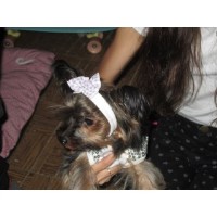 Don Marion - Yorkshire Terrier Breeder Yorkshire Terrier breeder