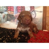 Meyer's Prancing Poodles Poodle Standard breeder