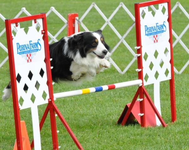 Miniature Australian Shepherd Breeder 25423