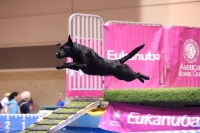 Best Kept Labs Labrador Retriever breeder