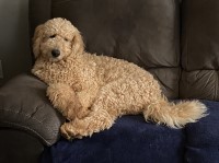 Ron Swinyer - Goldendoodle Stud
