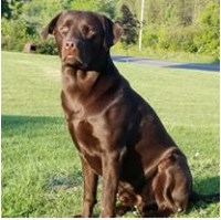Andrew Steiner - Labrador Retriever Stud