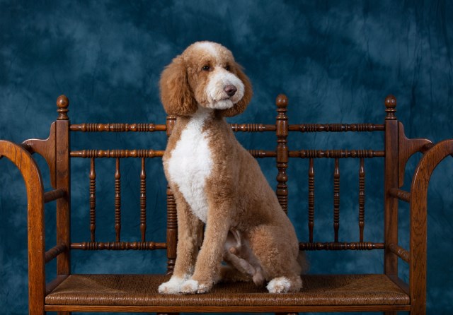 Goldendoodle Stud 31805