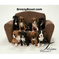 Breezy Boxers Boxer breeder