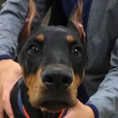 Doberman Pinscher Stud 30754