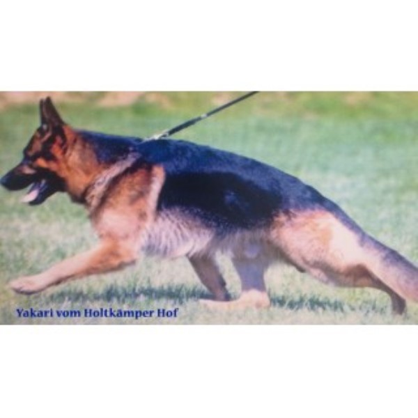 German Shepherd Dog Breeder 24840