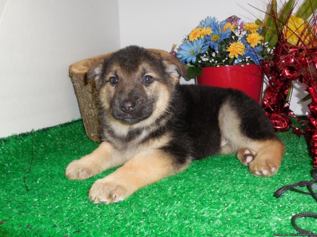 King Size German Shepherds, German Shepherd Dog Breeder in ...