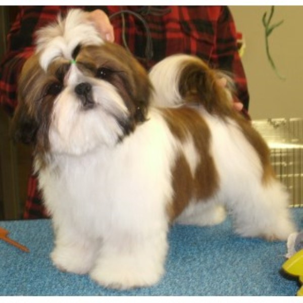 Shih Tzu Breeder 24980