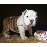 Ultimate Bond English Bulldogs English Bulldog breeder