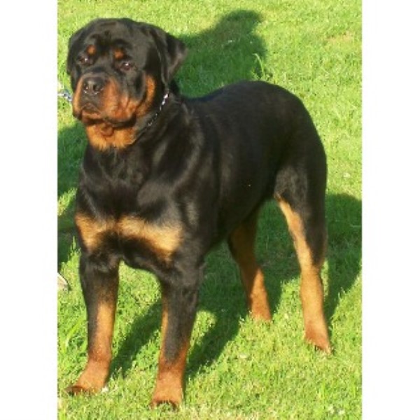 rottweiler rescue ky vak kennels rottweiler stud in barbourville kentucky rottweiler rescue ky vak kennels rottweiler stud in barbourville kentucky