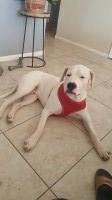 Nadira Burris - Dogo Argentino Stud