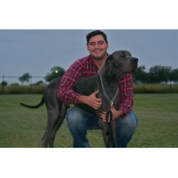 SALT WATER DANES, Great Dane Stud in Port Lavaca, Texas