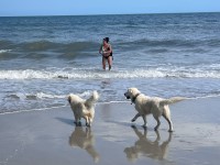 Stephen Simmons - Golden Retriever Stud