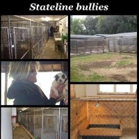 Stateline Bullies American Pit Bull Terrier breeder