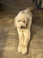 Tracy Johnson - Goldendoodle Stud