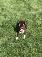 Tayari Venable - Boston Terrier Stud