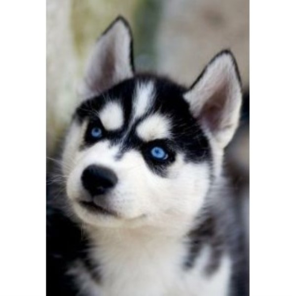 Siberian Husky Breeder 25111