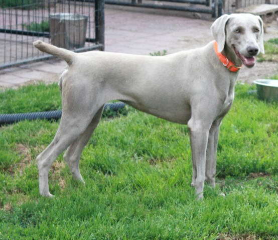 Weimaraner Breeder 26302