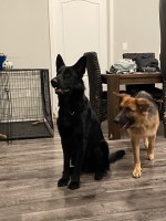 Victoria Szwabowski - German Shepherd Dog Stud