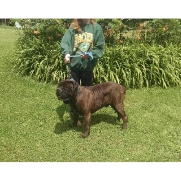 greater wisconsin golden retriever rescue hamilton top bullmastiffs bullmastiff stud in humbird wisconsin greater wisconsin golden retriever rescue hamilton top bullmastiffs bullmastiff stud in humbird wisconsin