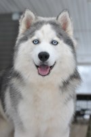 Blue Moon Siberian Huskies