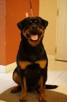 Von Der SAN Kennel Rottweiler breeder