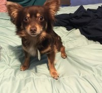 Kaitlynn Collins - Chihuahua Stud