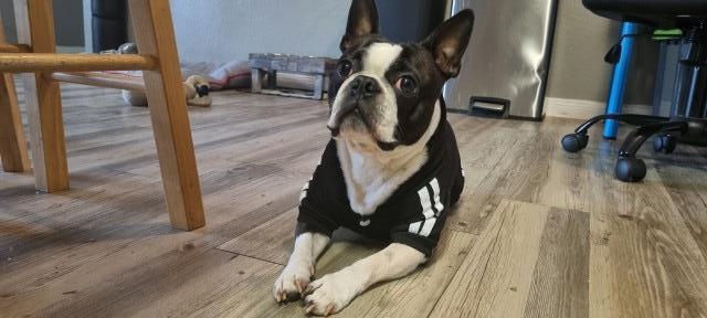 Boston Terrier Stud 30187