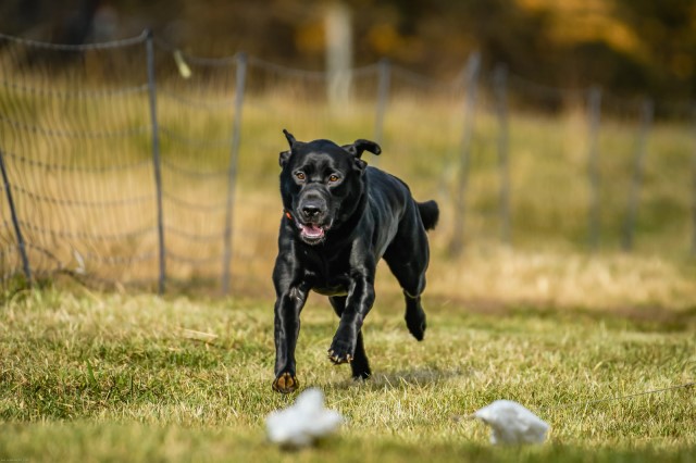 Labrador Retriever Stud 28480