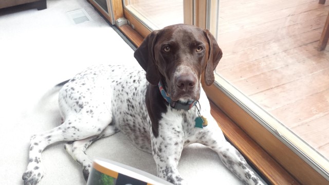 German Shorthaired Pointer Stud 28524