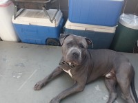 Mastiff thumbnail