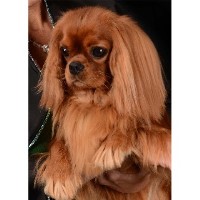 Infinidad Cavaliers Cavalier King Charles Spaniel breeder
