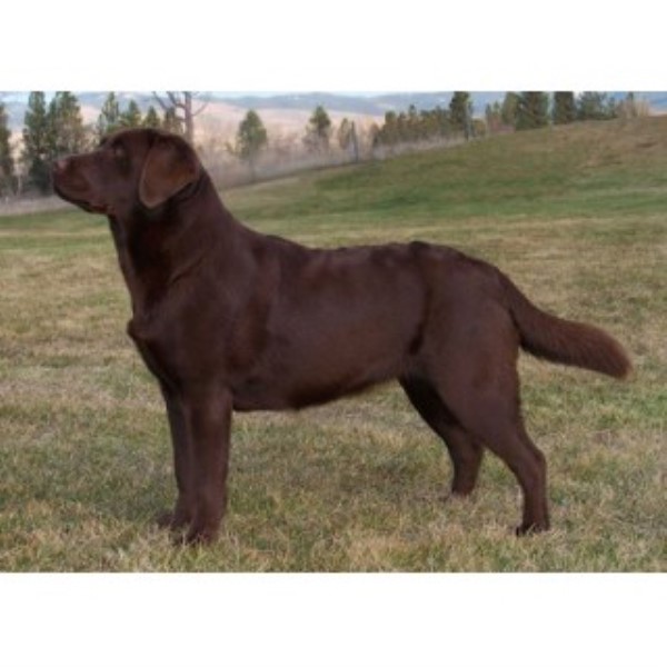 Labrador Retriever Breeder 16891