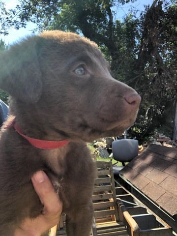 Chesapeake Bay Retriever Breeder 30600