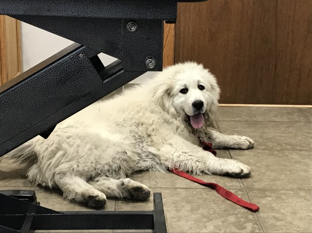 Great Pyrenees Stud 27745