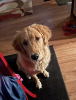 Laurin Borowski - Golden Retriever Breeder Golden Retriever breeder