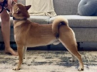 Shiba Inu thumbnail