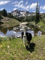Laura Stewart - Miniature Australian Shepherd Stud