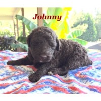 Goldendoodles & Poodles in Georgia Goldendoodle breeder