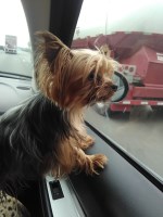 Lisa osmers - Yorkshire Terrier Stud