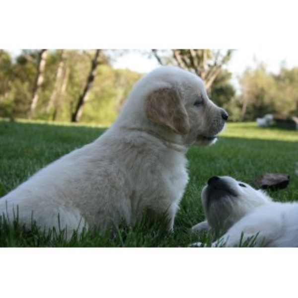 Golden Retriever Breeder 22536