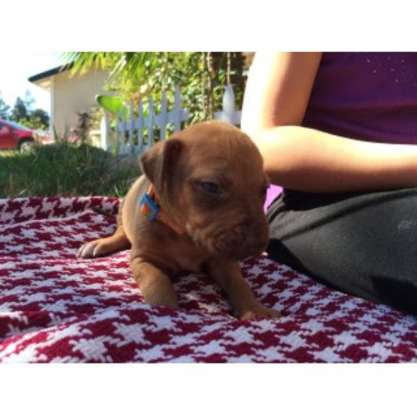 Khonridge Ridgebacks